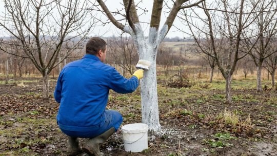AUDIO Tăierea și stropirea pomilor primăvara, pași importanți pentru o recoltă sănătoasă