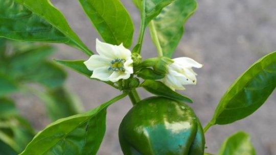 Agricultura ecologică, viitorul durabil al României