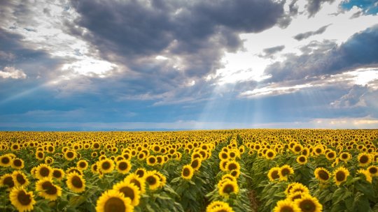 APIA dă startul campaniei 2026: Fermierii au timp până pe 5 iunie să depună cererile de plată