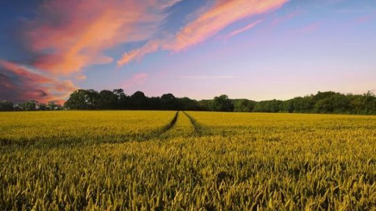 Starea bună a culturilor de grâu din Europa ţine în frâu costurile cu alimentele. În România, producţia de grâu ar putea creşte cu 13%