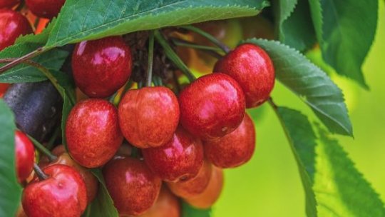 Pomicultorii loviți de înghețul din primăvara lui 2025 ar putea primi sprijin de la stat