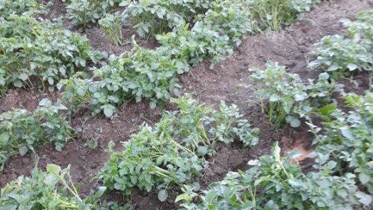 Criză în cercetarea și producerea cartofului românesc. Producțiile sunt cele mai mici din ultimii 40 de ani
