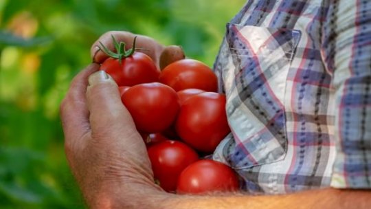 Bugetul Tomata a fost suplimentat. Programul se extinde și pentru alte legume cultivate