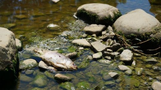 Salina Praid este afectată de noi sufoziuni, iar fauna acvatică suferă pe râurile din zonă