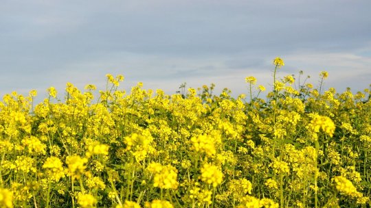 Culturi neconvenționale, tot mai populare pe terenurile din județul Vaslui