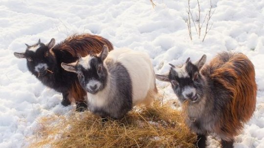 Vin banii de la APIA pentru crescătorii de animale. Plăți importante în trimestrul trei