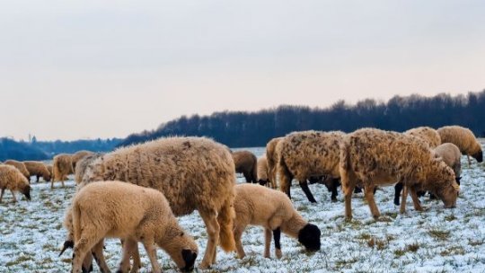 Viața la stână în plin sezon al fătărilor: Ce spune un cioban din Argeș despre provocările creșterii oilor