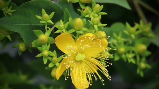 Iubirea se leagă cu fir roșu și alb: Întoarcerea la plantele care ne țin sănătoși