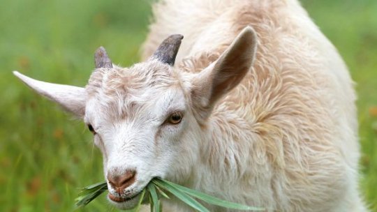 Sprijin financiar pentru bunăstarea animalelor: cererile se depun online până la începutul lunii februarie