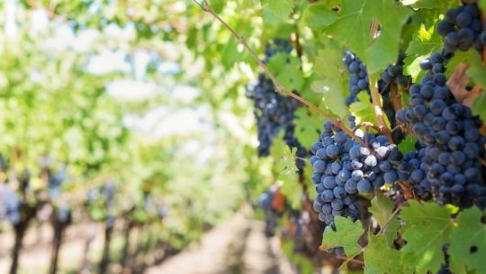 Termene prelungite pentru fermierii din viticultură