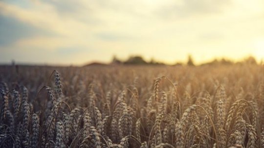 Agricultura bio din România trece  printr-o perioadă extrem de dificilă