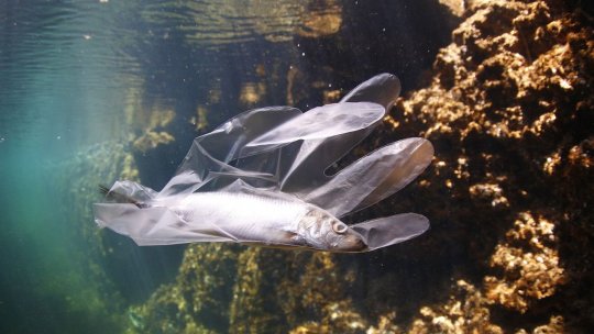 Aproape 100 de tone de plastic sunt purtate anual de apele Dunării pe teritoriul României