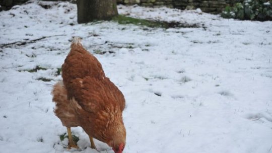 Recomandări pentru protejarea animalelor în perioadele cu temperaturi scăzute şi căderi de zăpadă