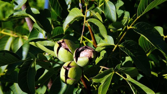 Ce poți planta în locul unei livezi îmbătrânite pentru a revitaliza terenul