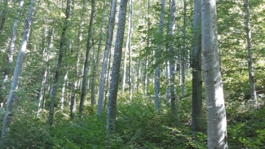 Romsilva intră în era digitală. Serviciile publice vor putea fi accesate online