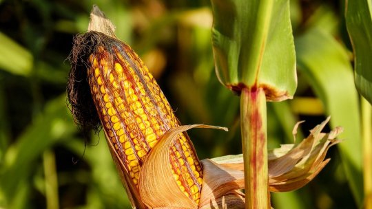 Culturile de porumb din Alba, lovite de iarnă: Peste 2.000 de hectare nerecoltate sunt aproape pierdute