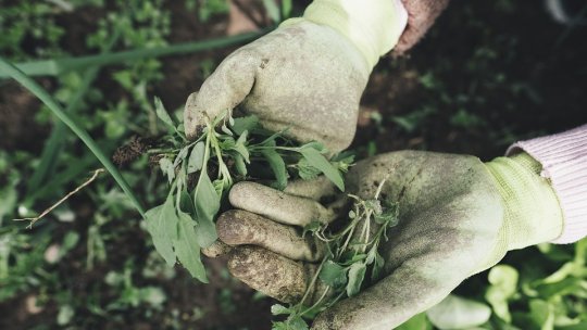 Agricultura regenerativă: acolo unde inovația se întâlnește cu tradiția
