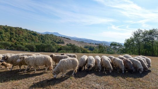 Sprijin pentru crescătorii de ovine și caprine în fața provocărilor verii