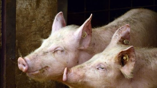 Piața cărnii din România a crescut în octombrie 2025, mai puțin la bovine